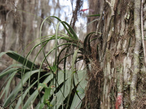 Tillandsia balbisiana