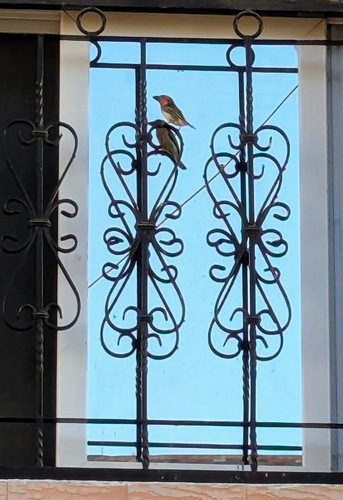 Vieillot's Barbet