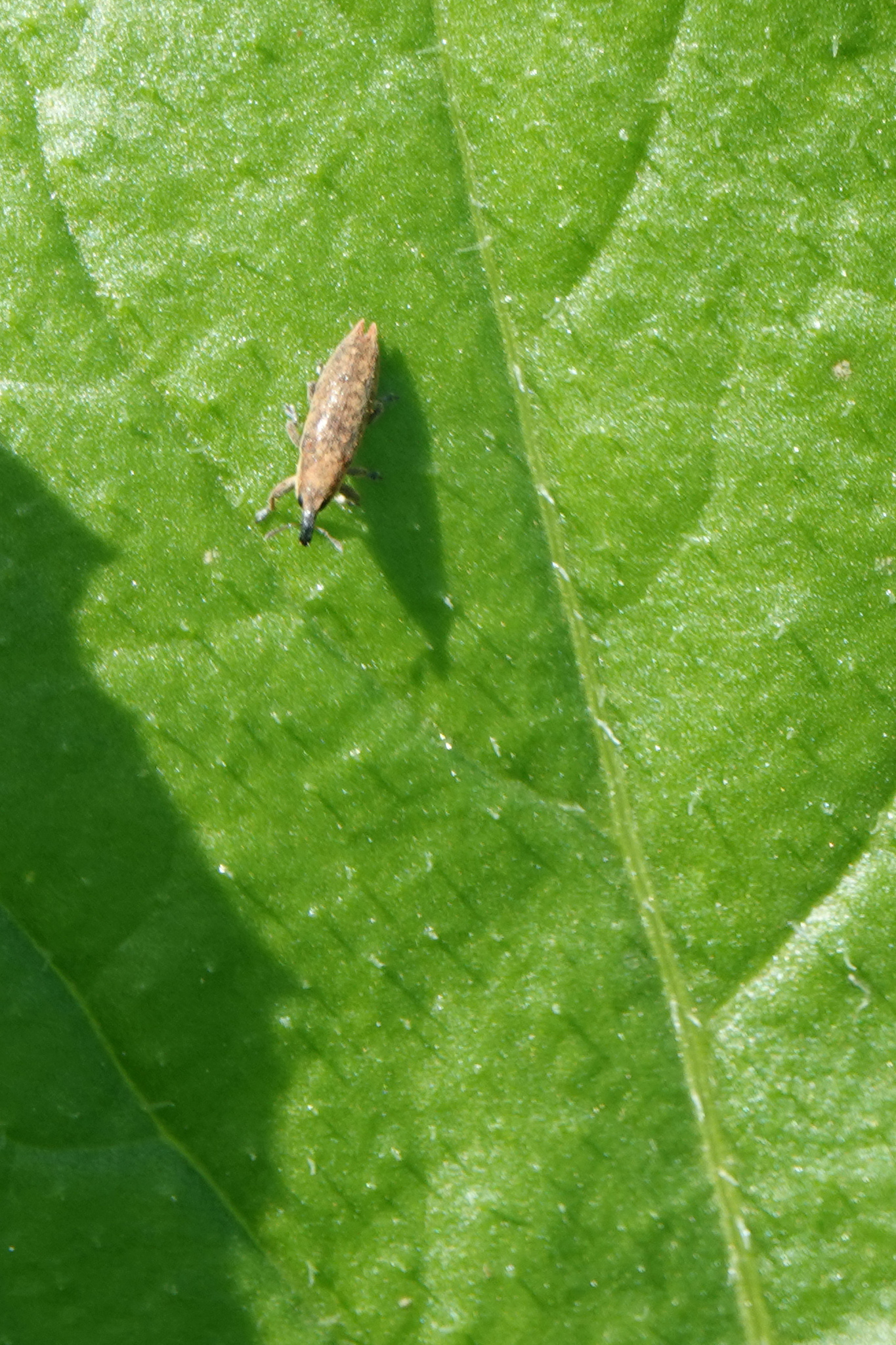 Lixus brevirostris