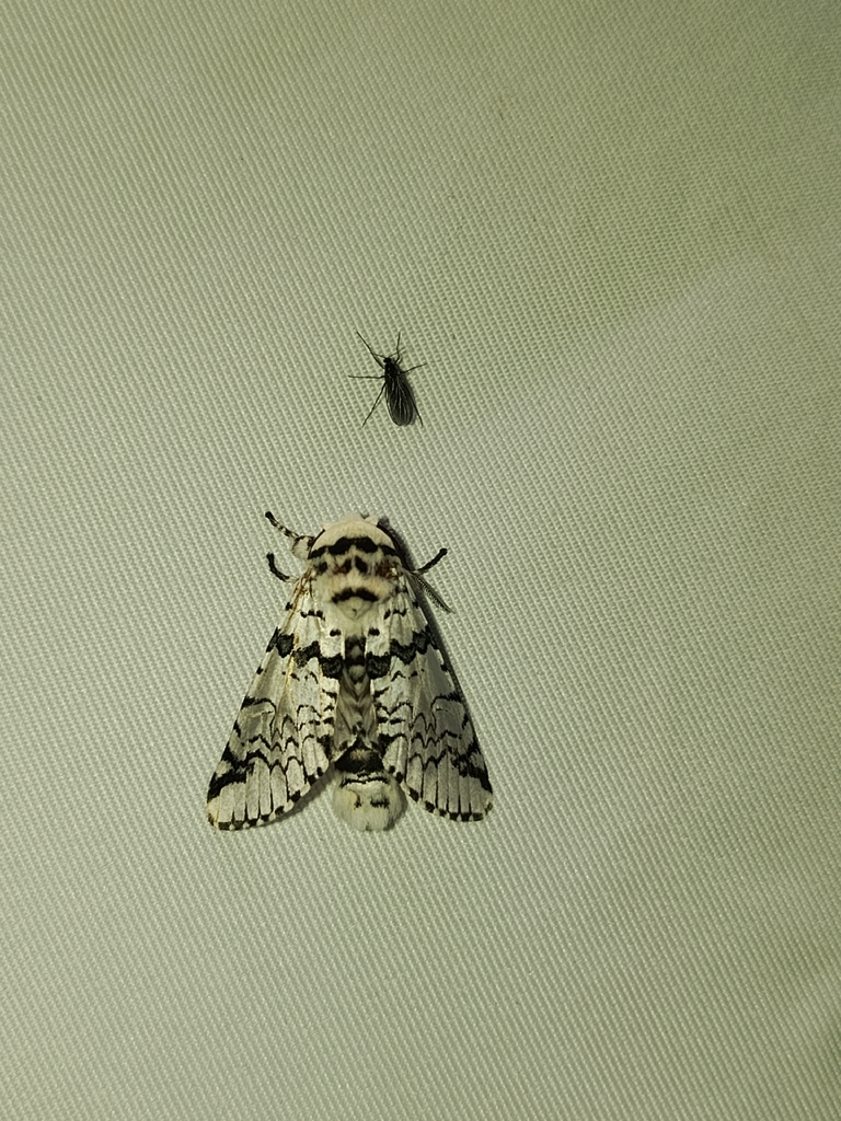 Neocerura liturata (Neocerura liturata)