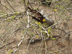 Vachellia schaffneri bravoensis