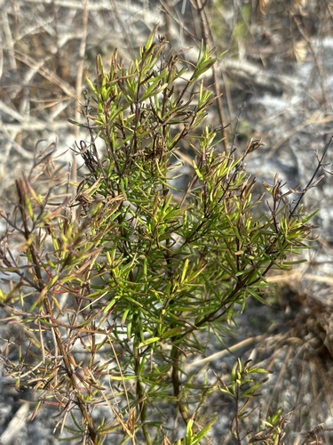 Largeflower False Rosemary (Conradina grandiflora)