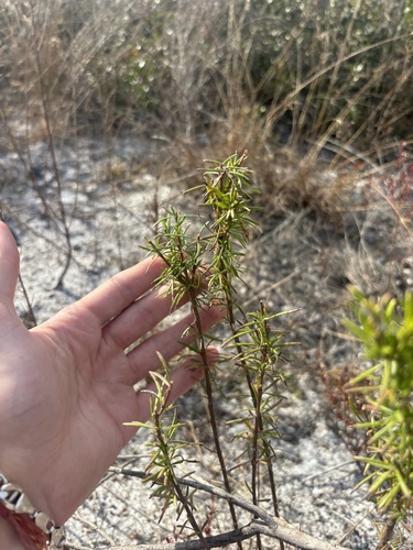 Conradina grandiflora, photograph 6