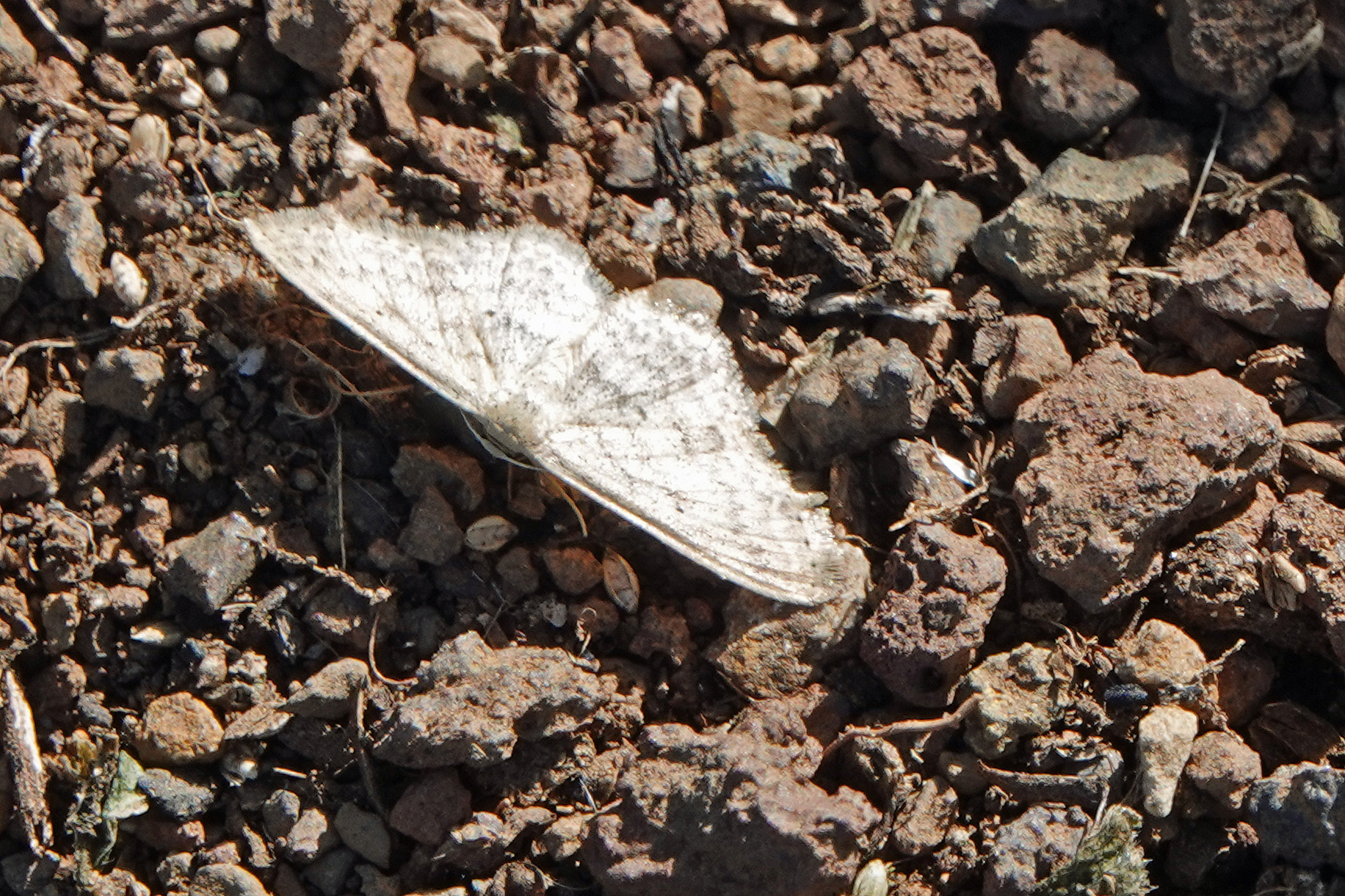 Scopula minorata