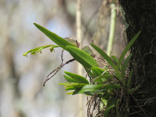 Epidendrum rigidum image