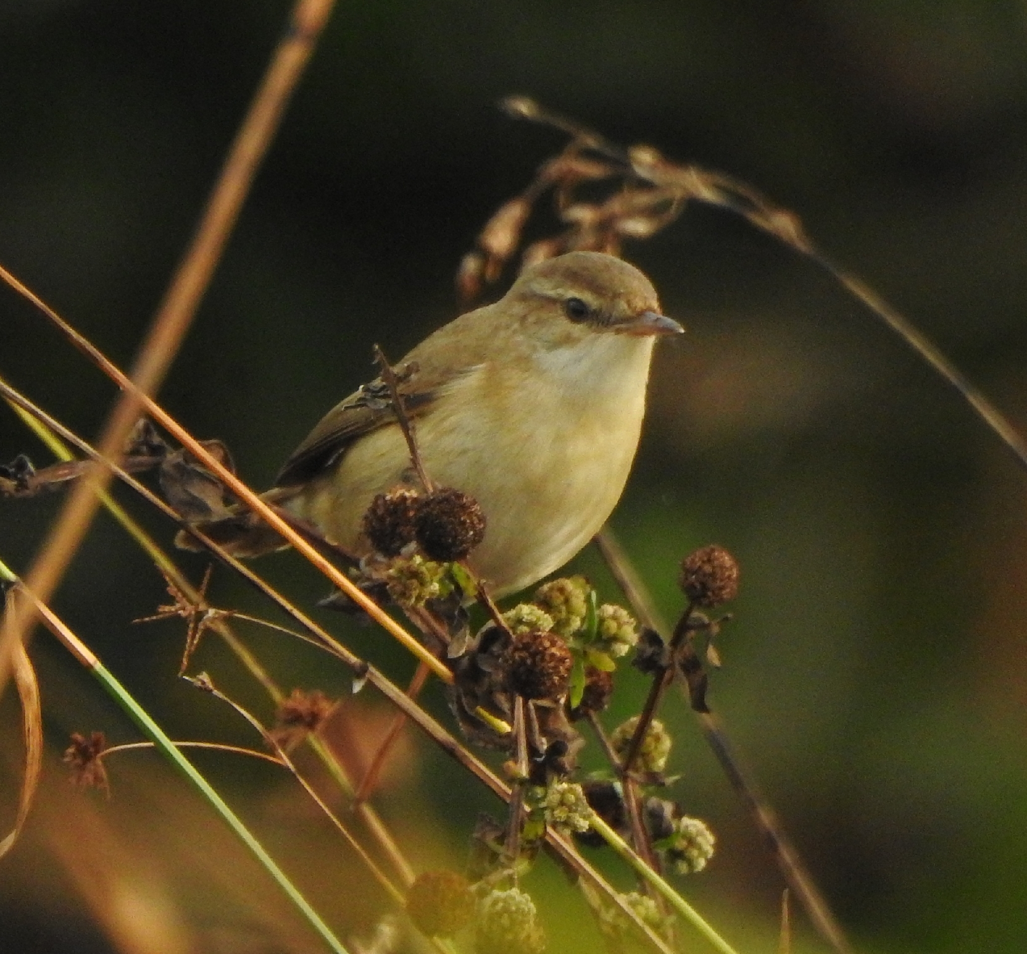 Paddyfield Warbler (Acrocephalus agricola), photo 2