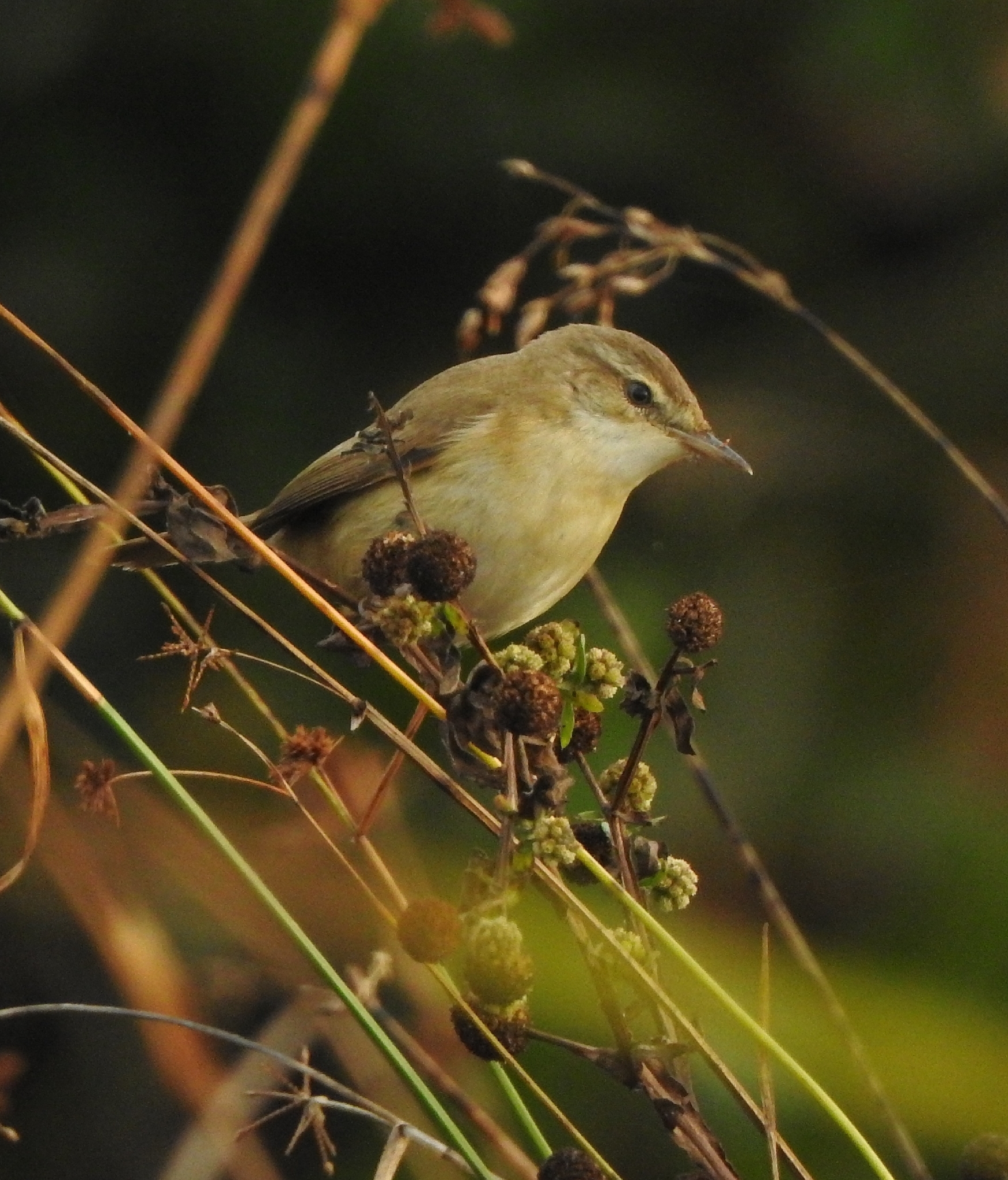 Paddyfield Warbler (Acrocephalus agricola), photo 3
