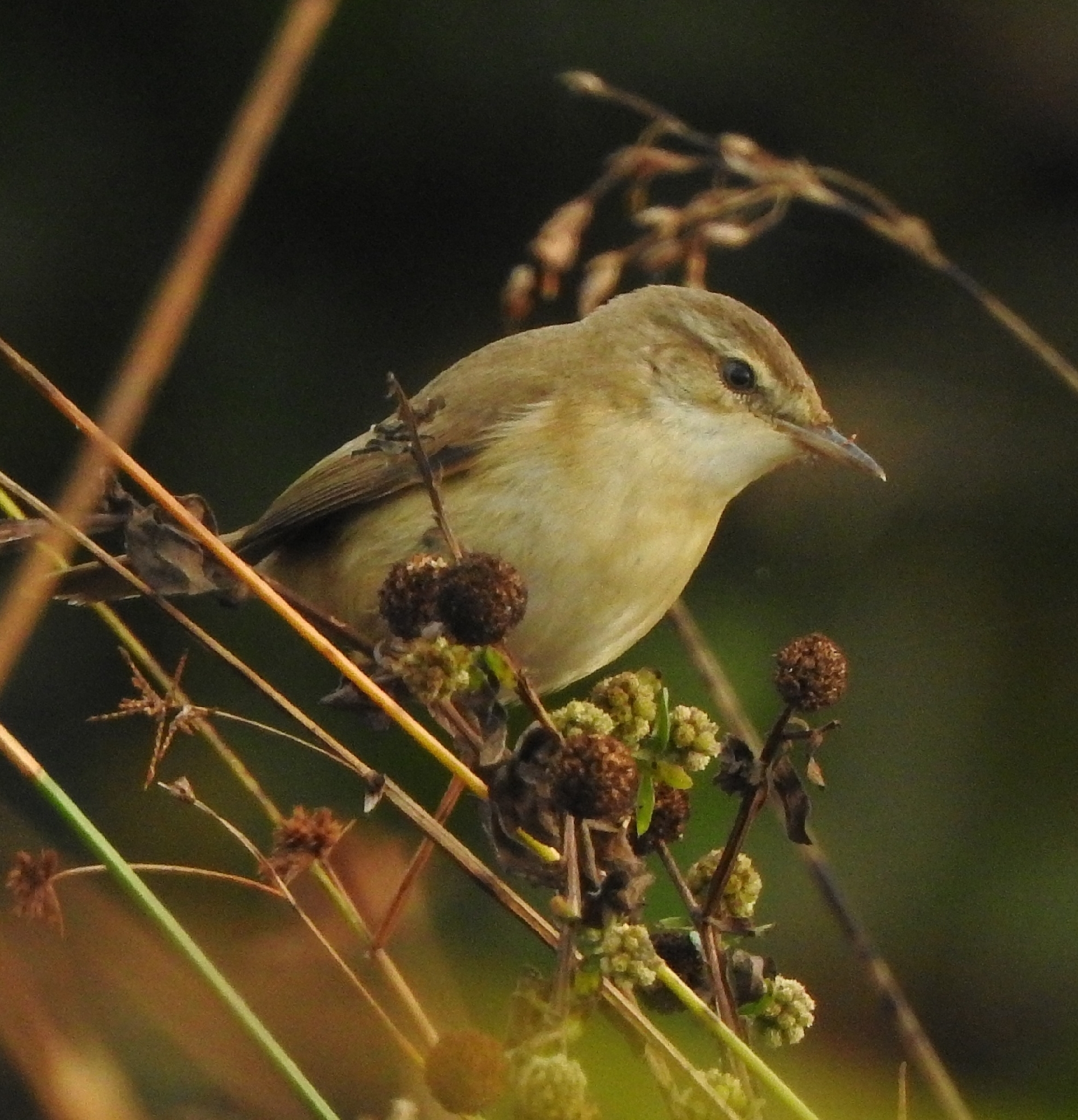 Paddyfield Warbler (Acrocephalus agricola), photo 5