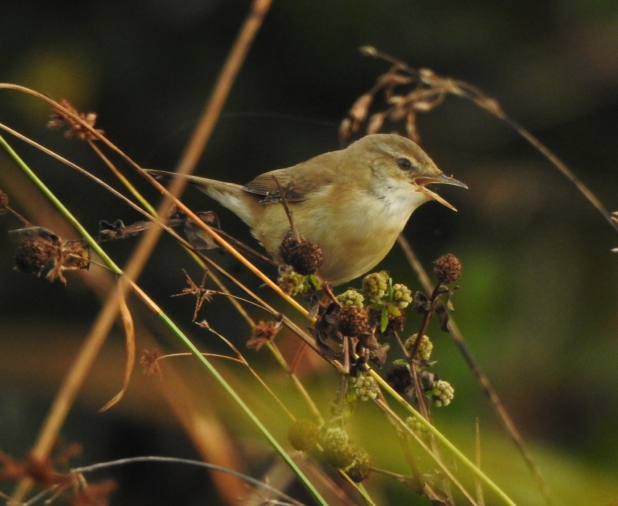 Paddyfield Warbler (Acrocephalus agricola), photo 6
