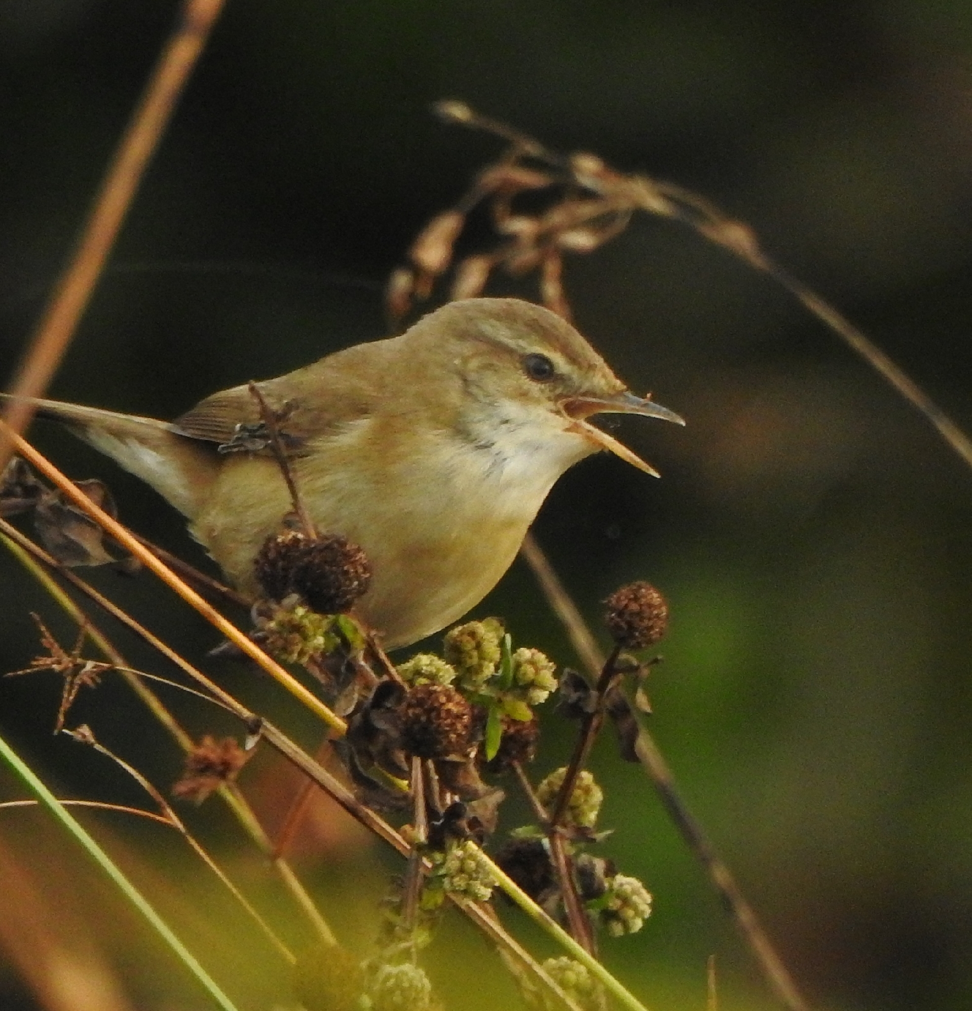 Paddyfield Warbler (Acrocephalus agricola), photo 7