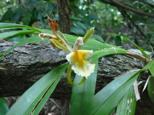 Aspasia principissa, photograph 2