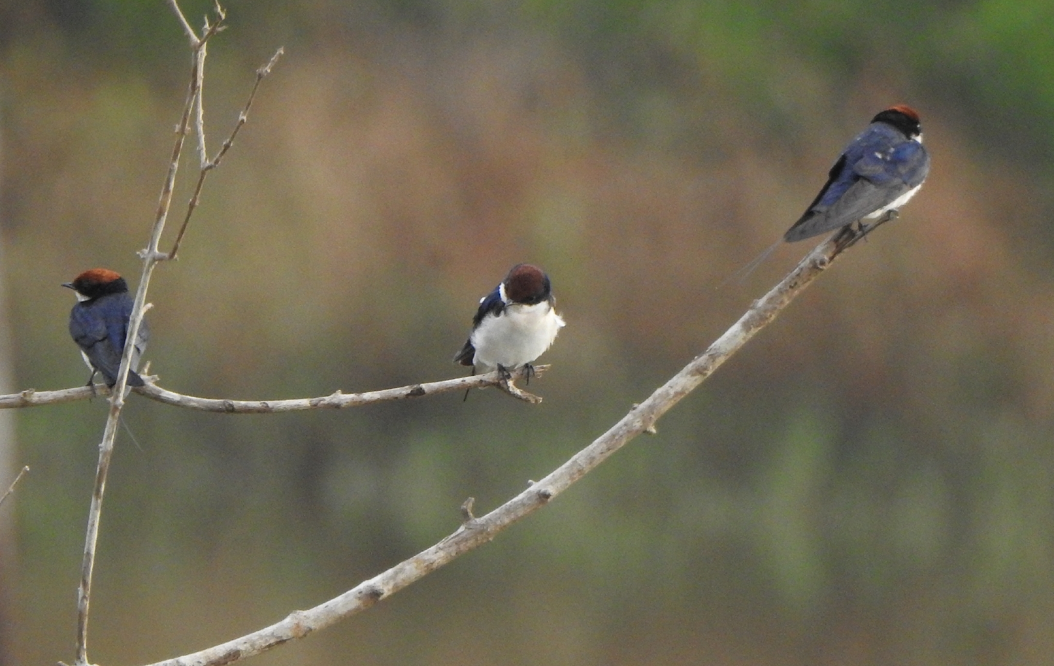 Wire-tailed Swallow (Hirundo smithii), photo 6