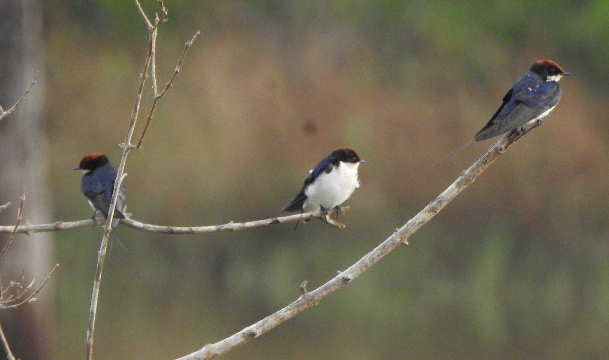 Wire-tailed Swallow (Hirundo smithii), photo 7