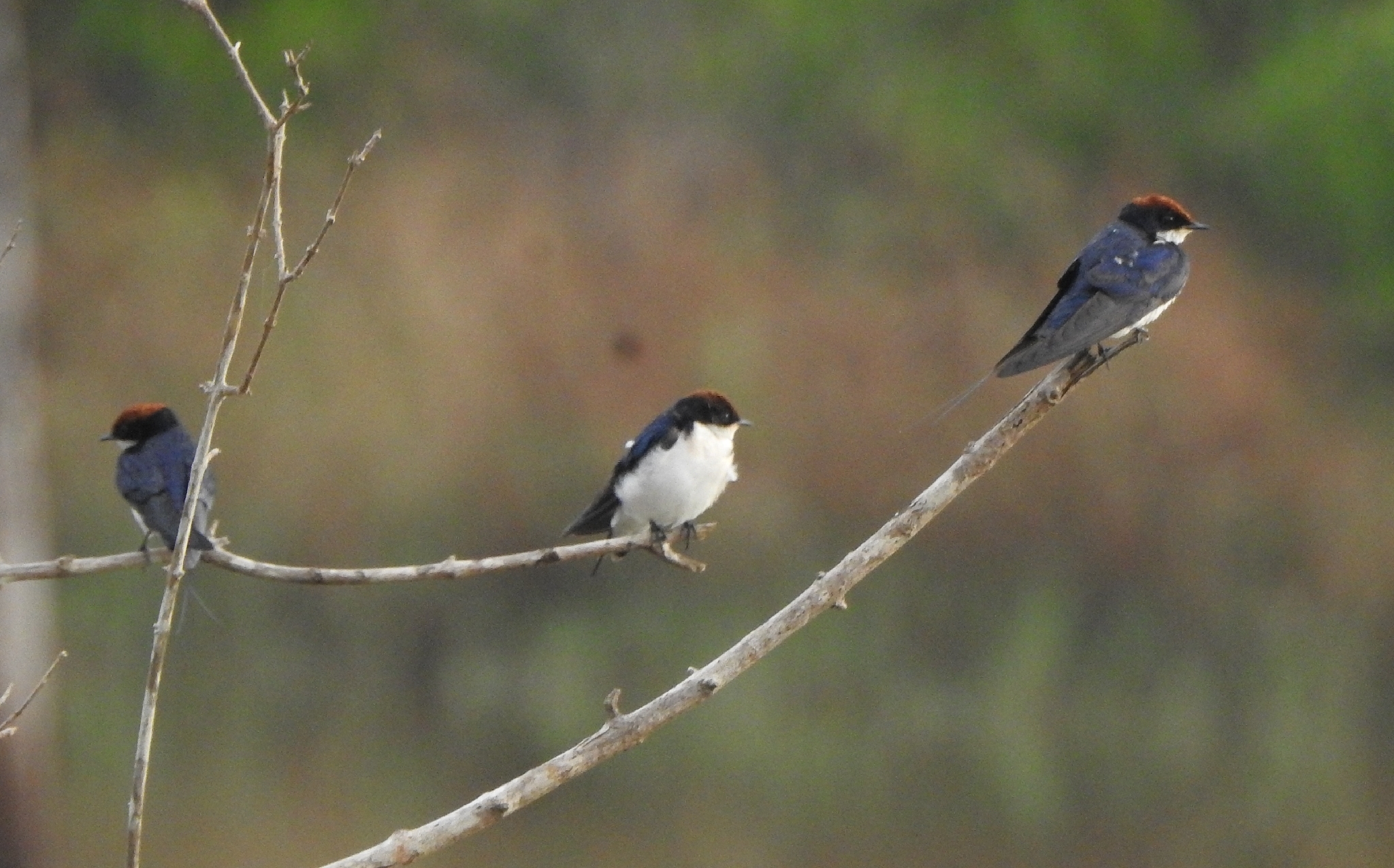 Wire-tailed Swallow (Hirundo smithii), photo 8
