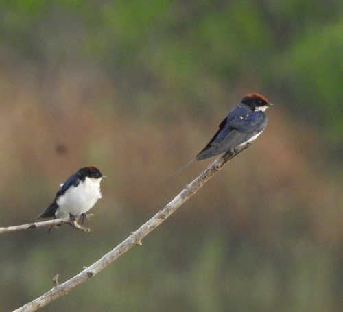 Wire-tailed Swallow (Hirundo smithii), photo 10