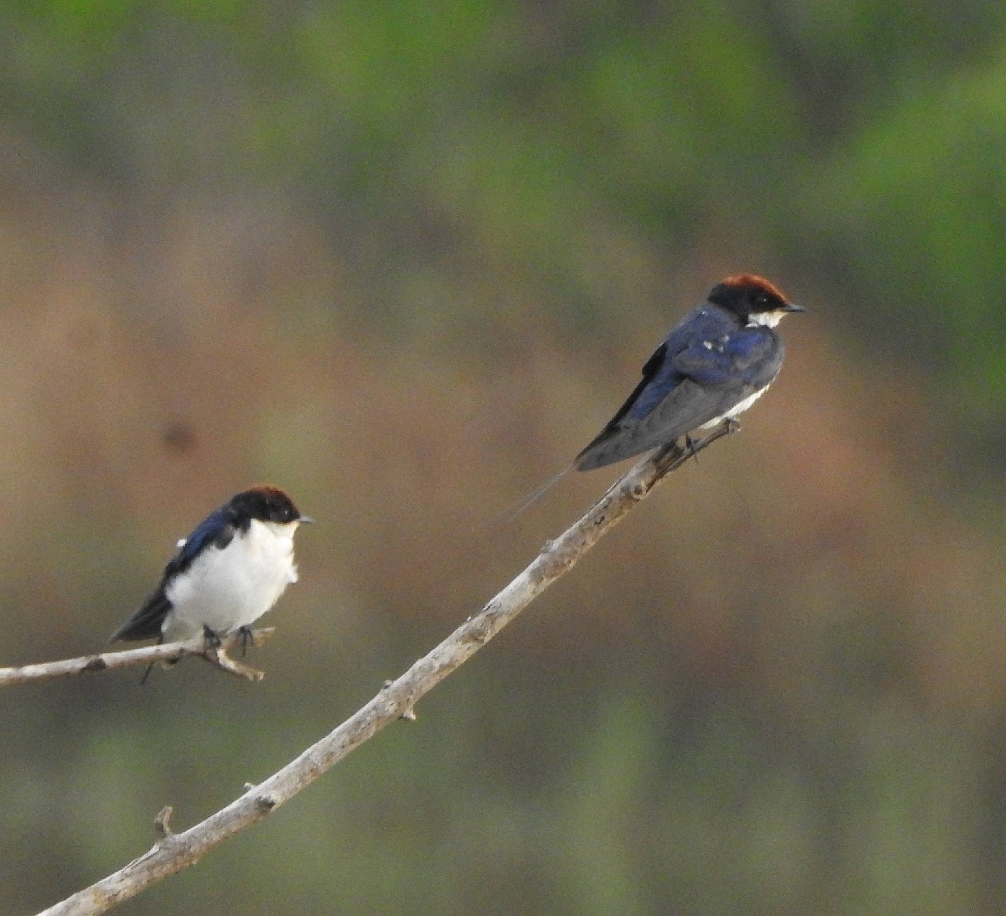 Wire-tailed Swallow (Hirundo smithii), photo 9