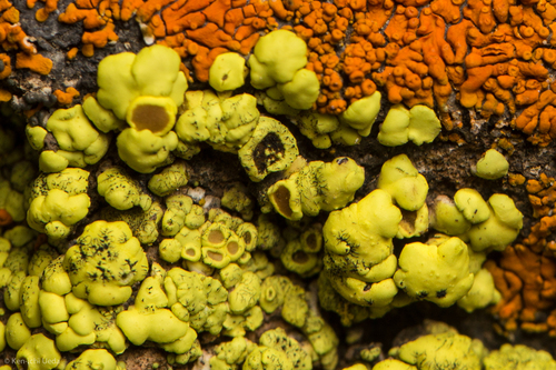 Yellow Cobblestone Lichen