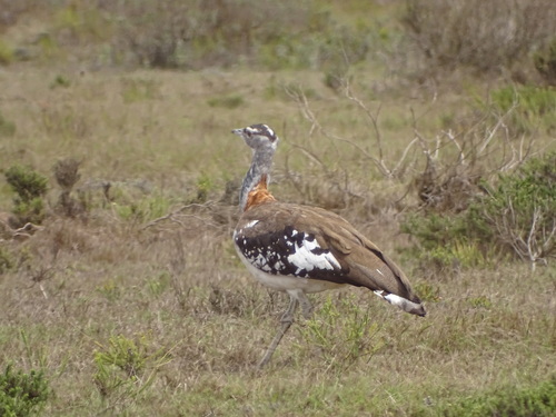 Denham's Bustard (Neotis denhami), photo 6
