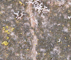 Scoliciosporum