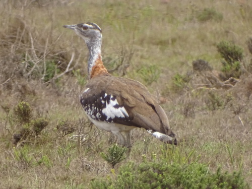 Denham's Bustard (Neotis denhami), photo 5