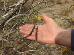 Vachellia schaffneri bravoensis