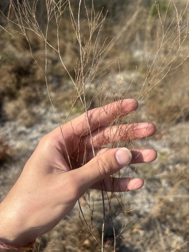 Tall Jointweed (Polygonella gracilis)