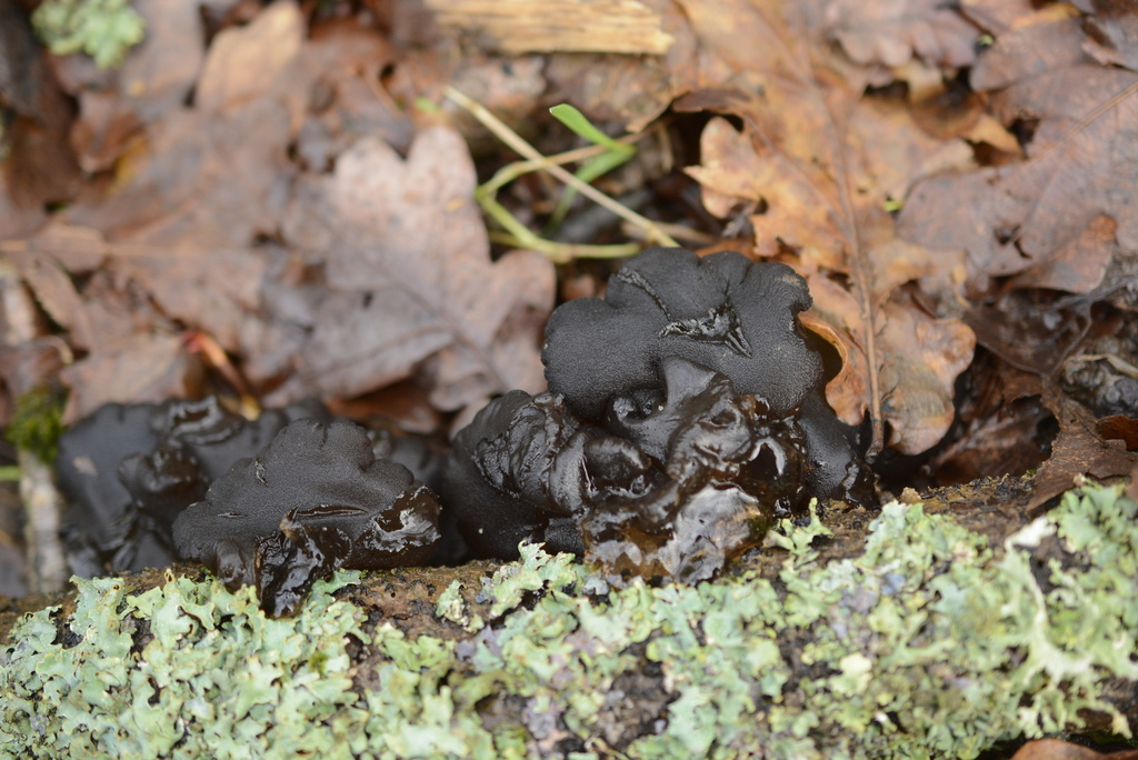 Exidia glandulosa · February 2026 · photo: © cryptomarasmius (iNaturalist, cc-by)
