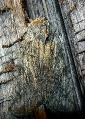 Lithophane laticinerea