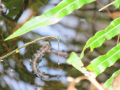Ischnura prognata