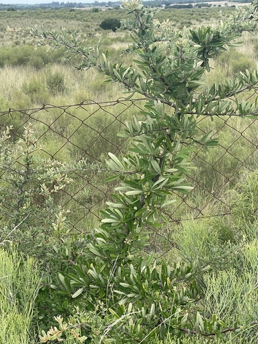 Narrowleaf Firethorn (Pyracantha angustifolia)