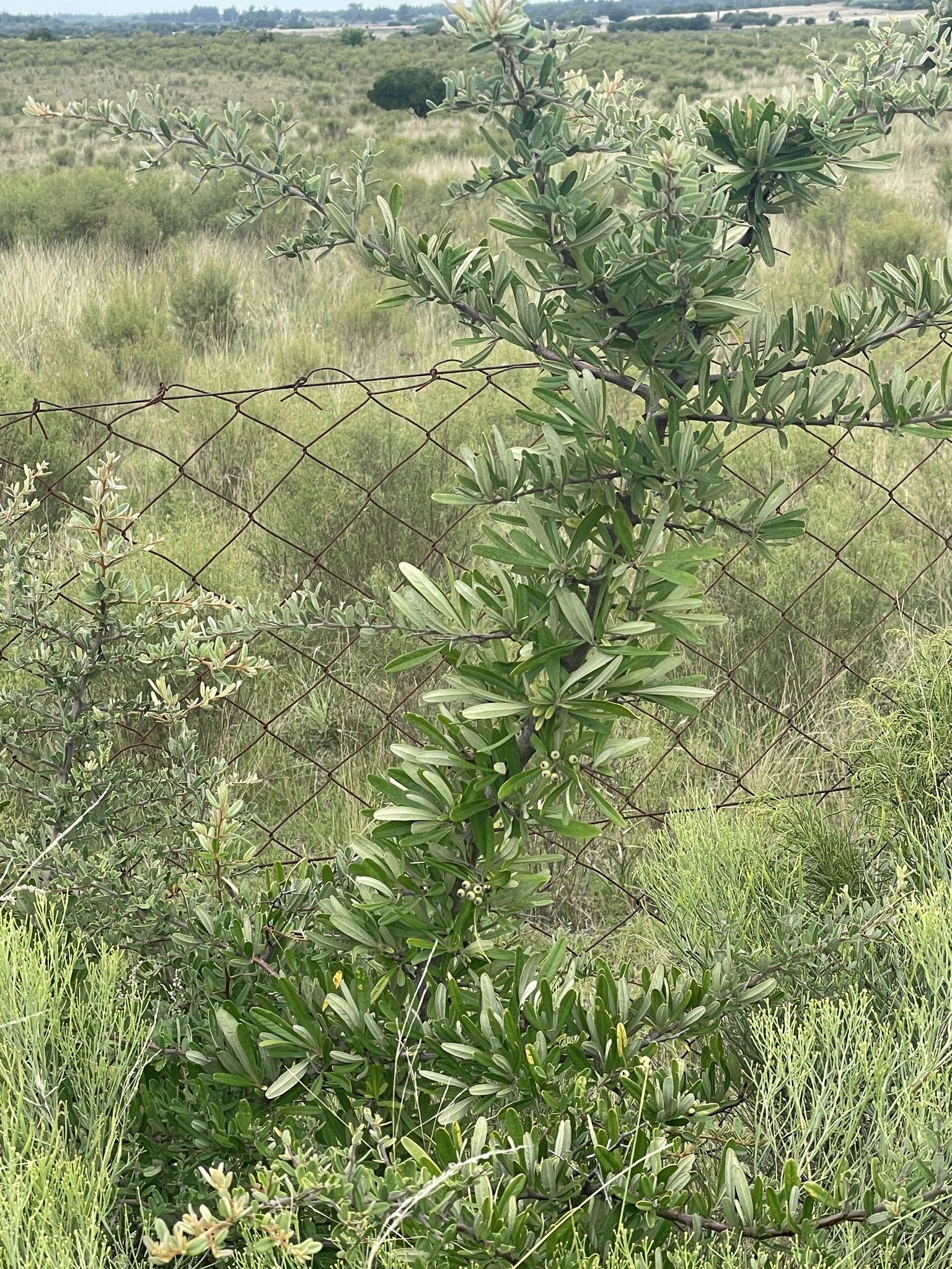 Narrowleaf Firethorn (Pyracantha angustifolia)