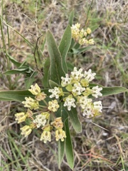 Asclepias mellodora, photograph author not stated, no rights reserved