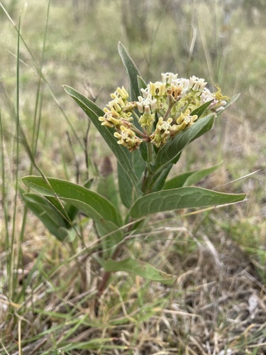 Asclepias mellodora, photograph 5