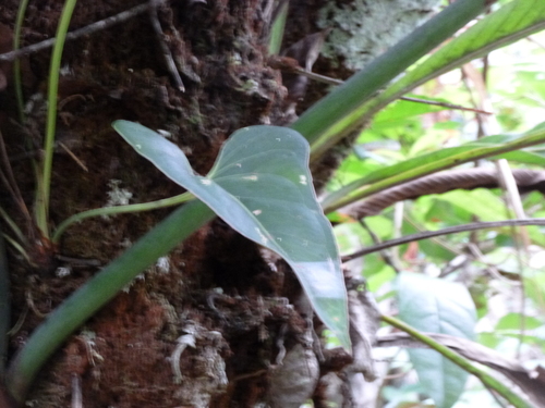 Anthurium brownii, photograph 6