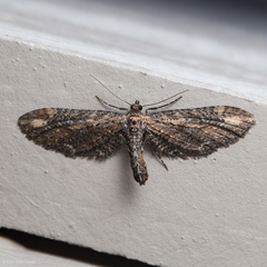 Eupithecia subapicata
