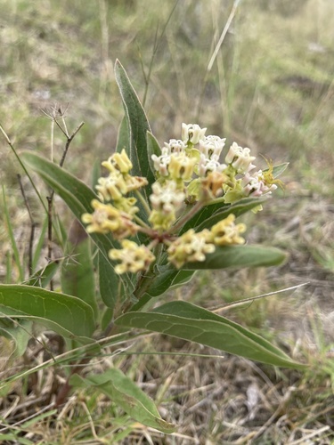 Asclepias mellodora, photograph 6