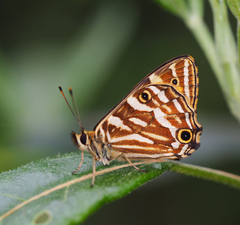 Oreixenica kershawi