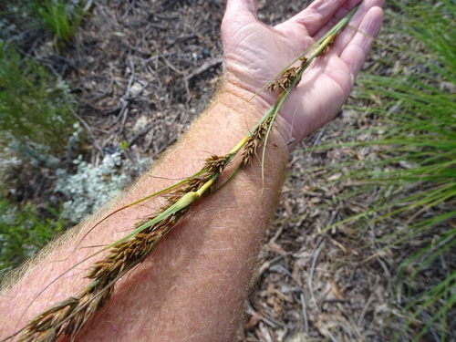 Cutting Tetrar (Tetraria secans)
