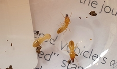 Coptotermes acinaciformis