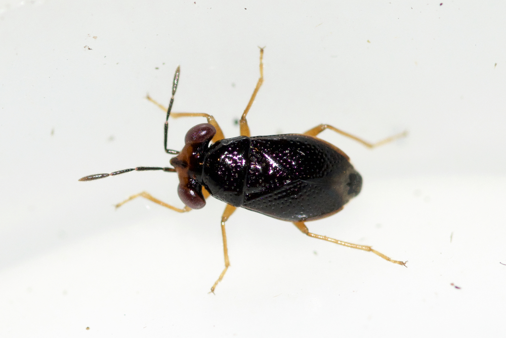 Isthmocoris piceus