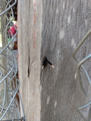 Myrmecopsis strigosa