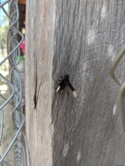 Myrmecopsis strigosa