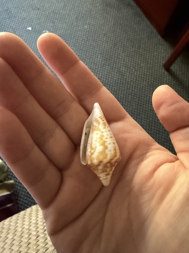 Conus recurvus, 2026-02-15