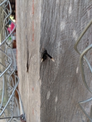 Myrmecopsis strigosa