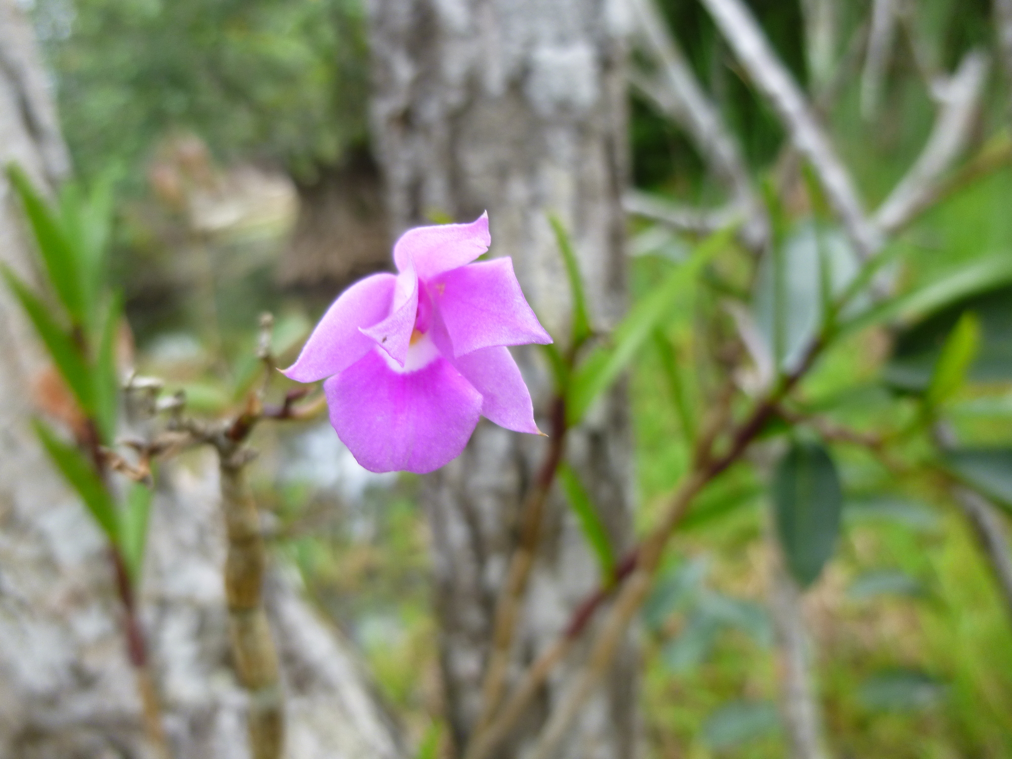 Dimerandra Emarginata (Dimerandra emarginata)