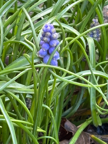 Muscari armeniacum