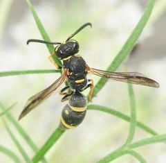 Parancistrocerus pedestris