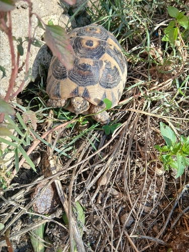 Nabeul Tortoise