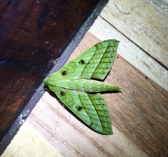 Xylophanes mirabilis