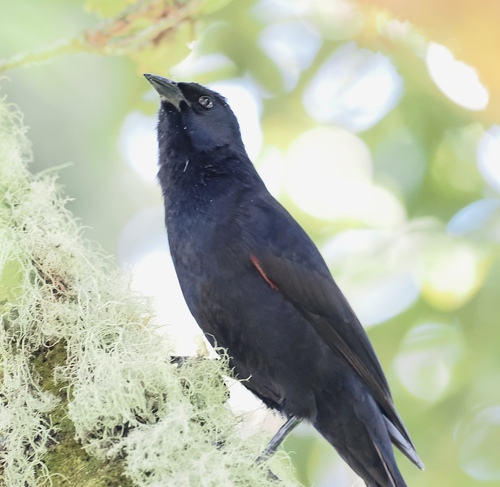 Colombian Mountain Grackle (Macroagelaius subalaris), photo 1